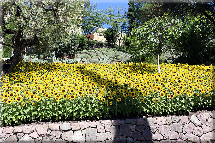 foto Giardini Trauttmansdorff - Giardini del Sole